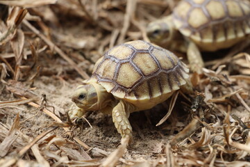 African Sulcata Tortoise Natural Habitat,Close up African spurred tortoise resting in the garden, Slow life ,Africa spurred tortoise sunbathe on ground with his protective shell ,Beautiful Tortoise
