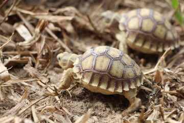 African Sulcata Tortoise Natural Habitat,Close up African spurred tortoise resting in the garden, Slow life ,Africa spurred tortoise sunbathe on ground with his protective shell ,Beautiful Tortoise