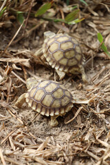 African Sulcata Tortoise Natural Habitat,Close up African spurred tortoise resting in the garden, Slow life ,Africa spurred tortoise sunbathe on ground with his protective shell ,Beautiful Tortoise
