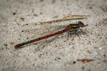 dragonfly on the wall