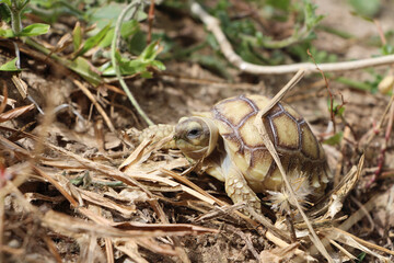 African Sulcata Tortoise Natural Habitat,Close up African spurred tortoise resting in the garden, Slow life ,Africa spurred tortoise sunbathe on ground with his protective shell ,Beautiful Tortoise