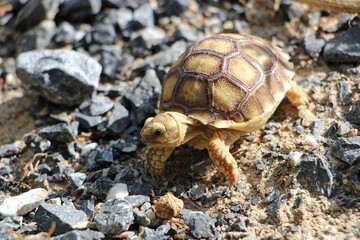 African Sulcata Tortoise Natural Habitat,Close up African spurred tortoise resting in the garden, Slow life ,Africa spurred tortoise sunbathe on ground with his protective shell ,Beautiful Tortoise