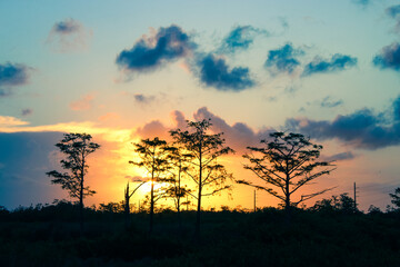 Fototapeta na wymiar colorful sunset behind silhouette of trees in swamp