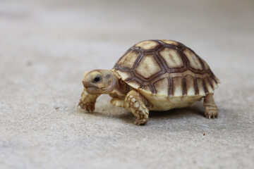 African Sulcata Tortoise Natural Habitat,Close up African spurred tortoise resting in the garden, Slow life ,Africa spurred tortoise sunbathe on ground with his protective shell ,Beautiful Tortoise