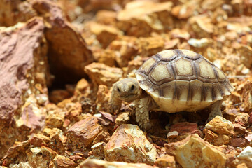 African Sulcata Tortoise Natural Habitat,Close up African spurred tortoise resting in the garden, Slow life ,Africa spurred tortoise sunbathe on ground with his protective shell ,Beautiful Tortoise