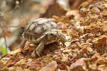African Sulcata Tortoise Natural Habitat,Close up African spurred tortoise resting in the garden, Slow life ,Africa spurred tortoise sunbathe on ground with his protective shell ,Beautiful Tortoise