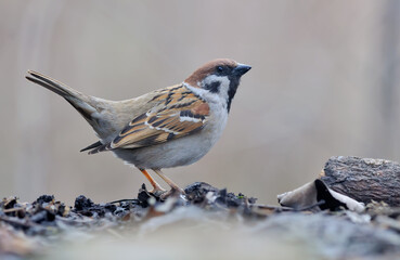 Eurasian tree sparrow (passer montanus) courtship and lekking display with lifted tail