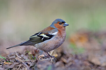 Male Common Chaffinch (fringilla coelebs) posing near the ground in clear spring wood 