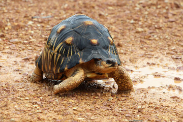 Portrait of radiated tortoise,The radiated tortoise eating flower ,Tortoise sunbathe on ground with his protective shell ,cute animal ,Astrochelys radiata ,The radiatedtortoise from Madagascar