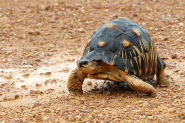 Portrait of radiated tortoise,The radiated tortoise eating flower ,Tortoise sunbathe on ground with his protective shell ,cute animal ,Astrochelys radiata ,The radiatedtortoise from Madagascar