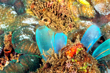 A picture of an ascidian