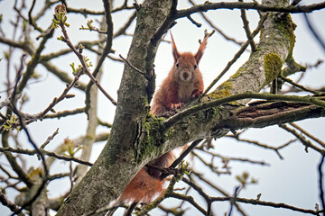 Eurasisches Eichhörnchen ( Sciurus vulgaris ).