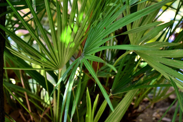 Natural background of large and thin green leaves