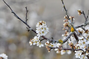 flowers in the nature