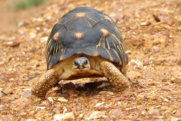Portrait of radiated tortoise,The radiated tortoise eating flower ,Tortoise sunbathe on ground with his protective shell ,cute animal ,Astrochelys radiata ,The radiatedtortoise from Madagascar