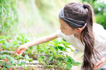 苺を収穫する少女