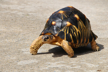Portrait of radiated tortoise,The radiated tortoise eating flower ,Tortoise sunbathe on ground with his protective shell ,cute animal ,Astrochelys radiata ,The radiatedtortoise from Madagascar