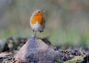 Fototapeta premium Adult European robin (Erithacus rubecula) posing on top of small rock with sweet evening light