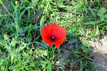 Close up, natural and wild red poppy.