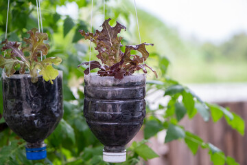 Bottle pot hanging form tree with small plant in side.Recycle water bottle pot.Creativity of children.