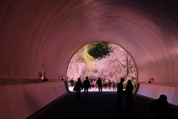 桜トンネル