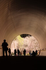 桜トンネル