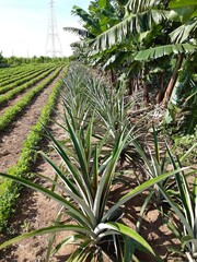 Obraz premium Agroecologia