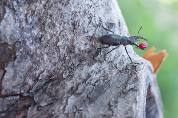Beetle with red berry on a tree bark 