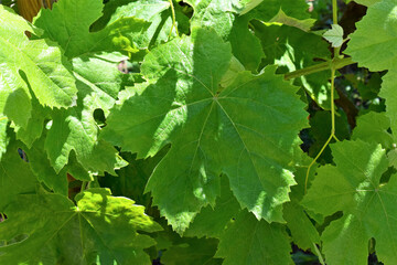 Vineyard, vine leaves, for future grape clusters