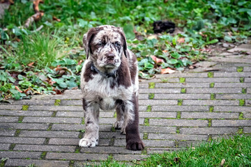 Gefleckter Labrador Retriever Welpe.