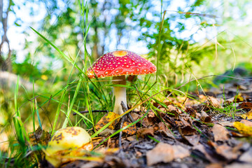 Amanita muscaria growing among grass and fallen leaves in the forest. Close up view from ground level