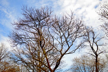 tree branches against blue summer sky
