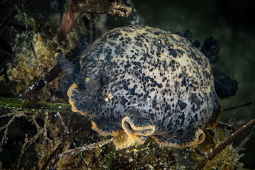 Nudibranch in the Mediterranean Sea