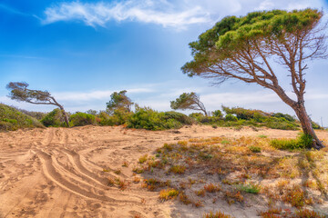 Vehicle tyre tracks and footprints on a coastal sand dune