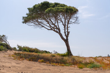 Fototapeta na wymiar Wind blown pine tree with trunk leaning to the side