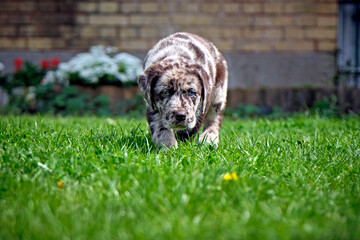 Gefleckter Labrador Retriever Welpe.