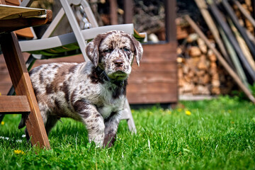 Gefleckter Labrador Retriever Welpe.
