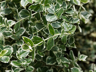 (Eunonymus fortunei 'Emerald Gaiety' ) Fortune's spindle 'Emerald Gaiety' or wintercreeper. Ornamental oval to elliptic green leaves with white margin 