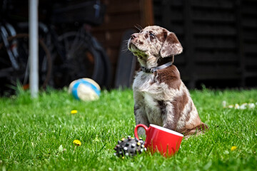 Gefleckter Labrador Retriever Welpe.