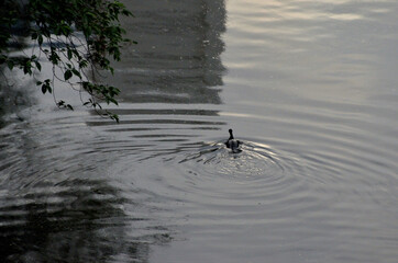 another side of Tokyo 501-276