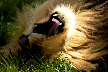 Close up of yawning lion - Panthera leo