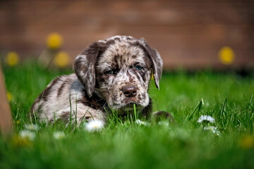 Gefleckter Labrador Retriever Welpe.