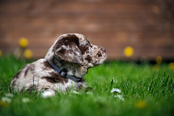 Gefleckter Labrador Retriever Welpe.