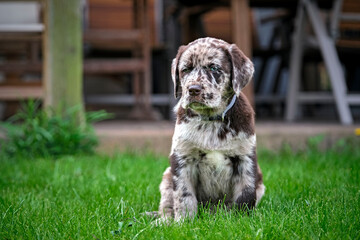 Gefleckter Labrador Retriever Welpe.