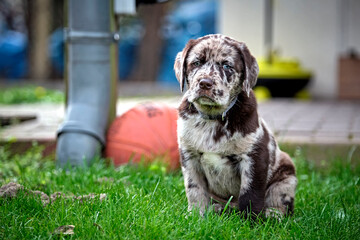Gefleckter Labrador Retriever Welpe.