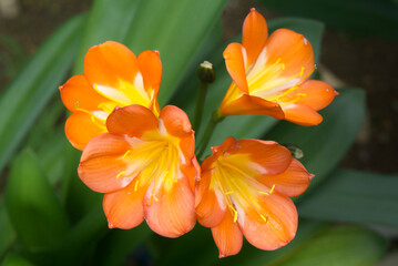 マレーシアシャクナゲ