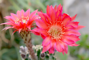 Obraz premium マゼンタリリィ