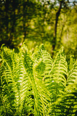 Fern in the spring