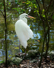 Great White Heron Stock Photo. Close-up profile view standing on moss rock displaying beautiful white fluffy feathers plumage by the water with a blur background in its habitat.  Image. Picture. 