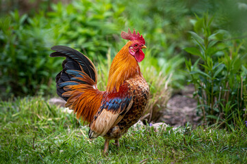 Schöner, stolzer Serama, Bantam Hahn, Huhn auf einer grünen Wiese im Garten, in der Natur, im Freien, Freiland. Selektive Schärfe
